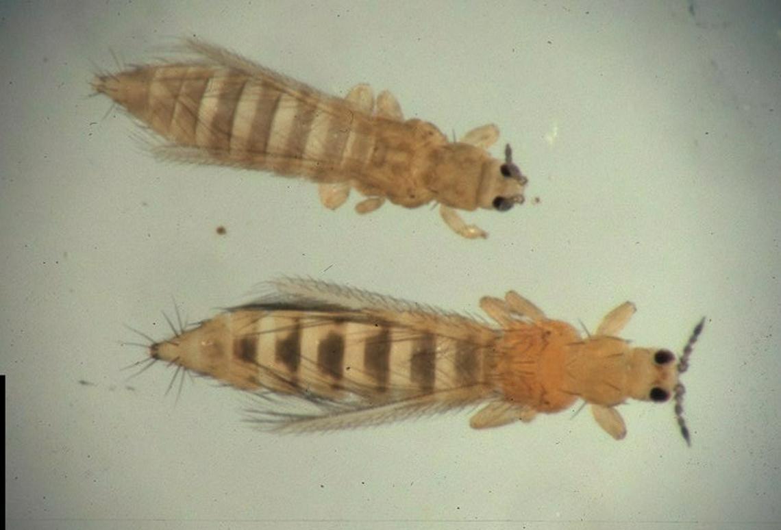 0502 Life thrips1.JPG