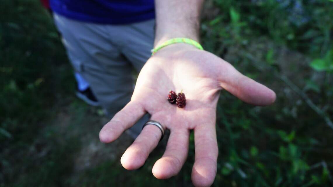 These Boise chefs bring eating local to the next level by foraging wild plants