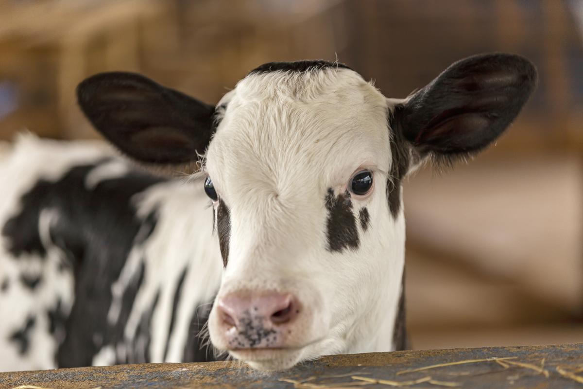 Provider Farms sells raw cow and goat milk.