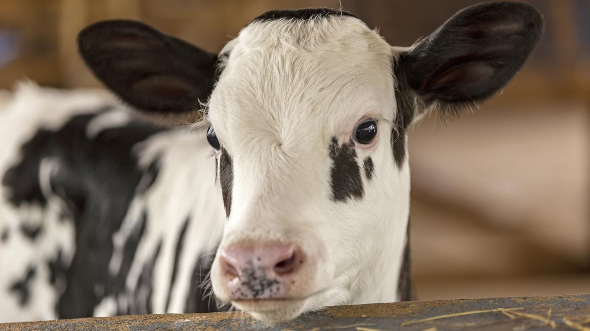 Dairy cows emit methane through belching. Two White House grants totaling more than $40 million are intended to help California farmers curb methane pollution.
