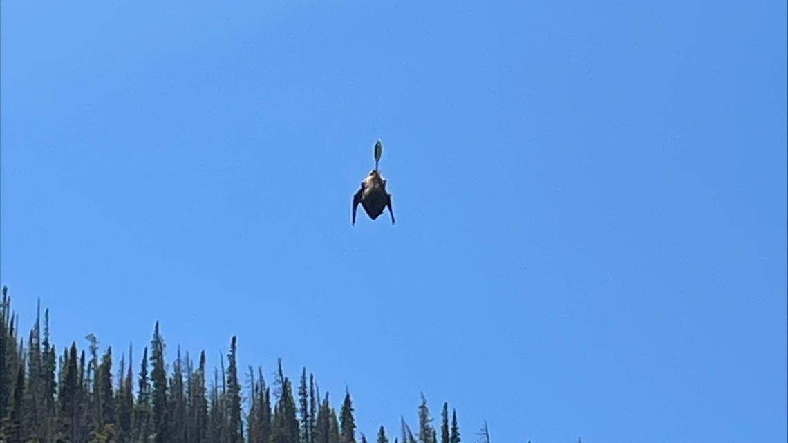 A bat dangled from a tree, but not by its feet. It was hooked to a loose fishing line caught on a limb, hanging upside down over a lake inside a Colorado national park. 