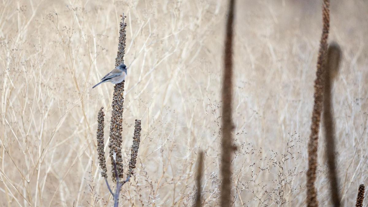 A dark-eyed junco rests on a dead mullein plant at Deer Flat.