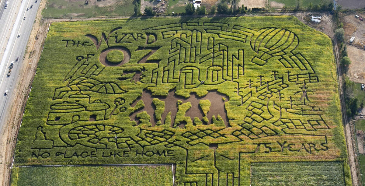 For 21 years, The Farmstead has created a corn maze at Jim and Hilary Lowe’s farm next to Interstate 84 and Eagle Road. This year’s season, featuring pumpkins, hayrides, a petting zoo and pony rides, will take place Sept. 21 to Nov. 3. In this scene from 2014, the maze theme was the Wizard of Oz. Idaho Central Credit Union has bought the 51-acre parcel for development of a regional mortgage center and call center, but has no immediate plans. The Lowes hope to continue farming and hosting the maze as long as possible.