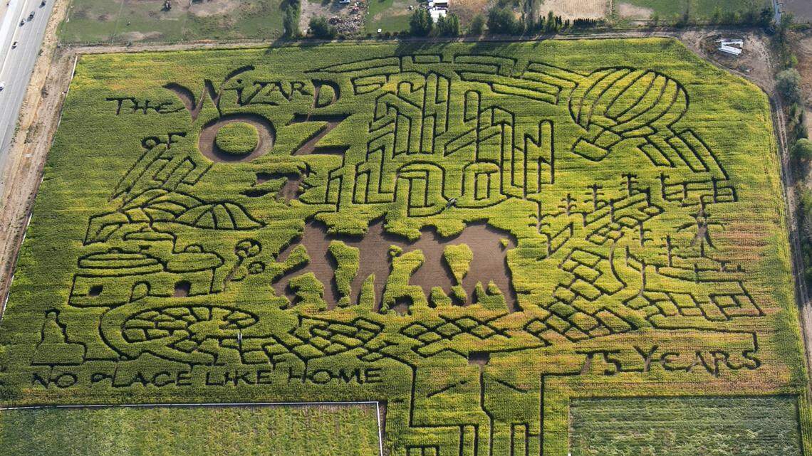 For 21 years, The Farmstead has created a corn maze at Jim and Hilary Lowe's farm next to Interstate 84 and Eagle Road. This year's season, featuring pumpkins, hayrides, a petting zoo and pony rides, will take place Sept. 21 to Nov. 3. In this scene from 2014, the maze theme was the Wizard of Oz. Idaho Central Credit Union bought the 51-acre parcel for development of a regional mortgage center and call center. The Lowes hope to continue farming and hosting the maze as long as possible.