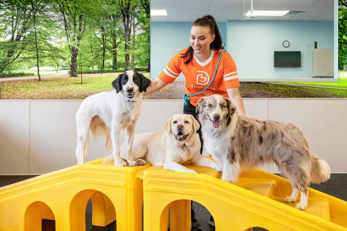 Dogtopia provided this photo of another Dogtopia store. “Dogs are supervised at all times during open play to reinforce positive behaviors and ensure safety of all the pups,” Dogtopia said in a news release. “Each playroom has compressed rubber flooring to ease joints, prevent slipping and promote safer play.”