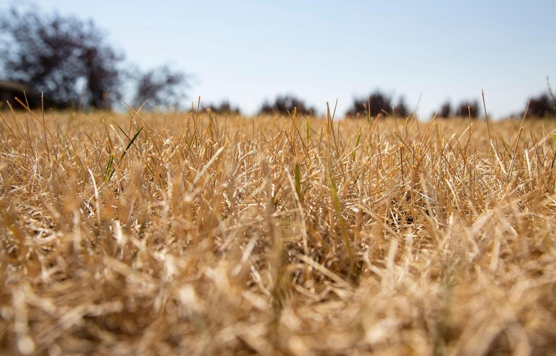 A yard with dry grass is seen in the Deer Sky Ranch subdivision south of Nampa. Some wells in the subdivision ran dry this summer amid record heat.