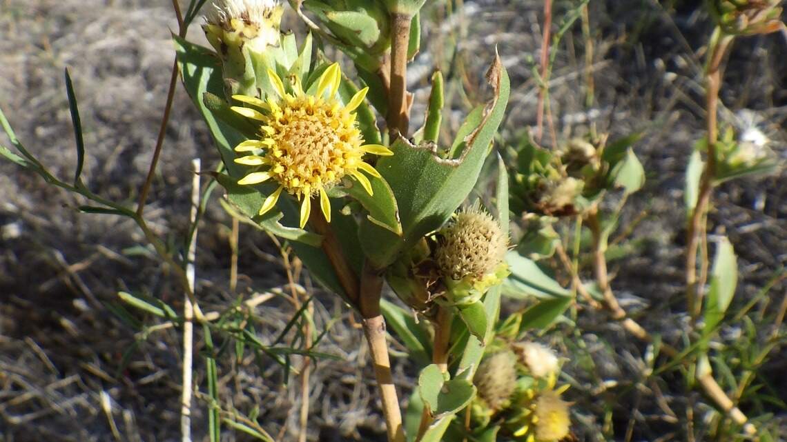 Boise botanist IDed a new plant in the Foothills. Wildfire likely burned much of it