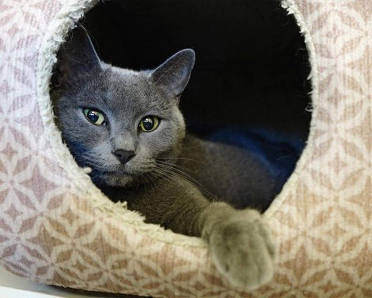 Dawn the cat is available for adoption at Simply Cats.