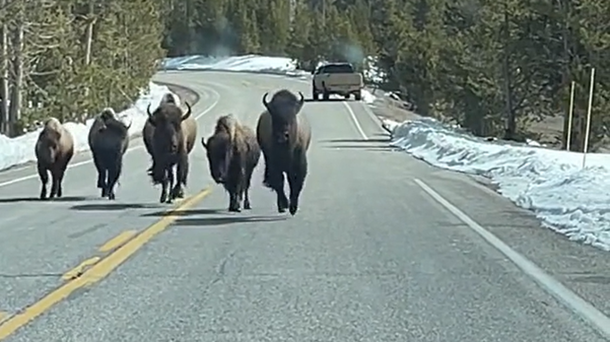 Video on TikTok shows a herd of buffalo rushing right toward a driver in Yellowstone.