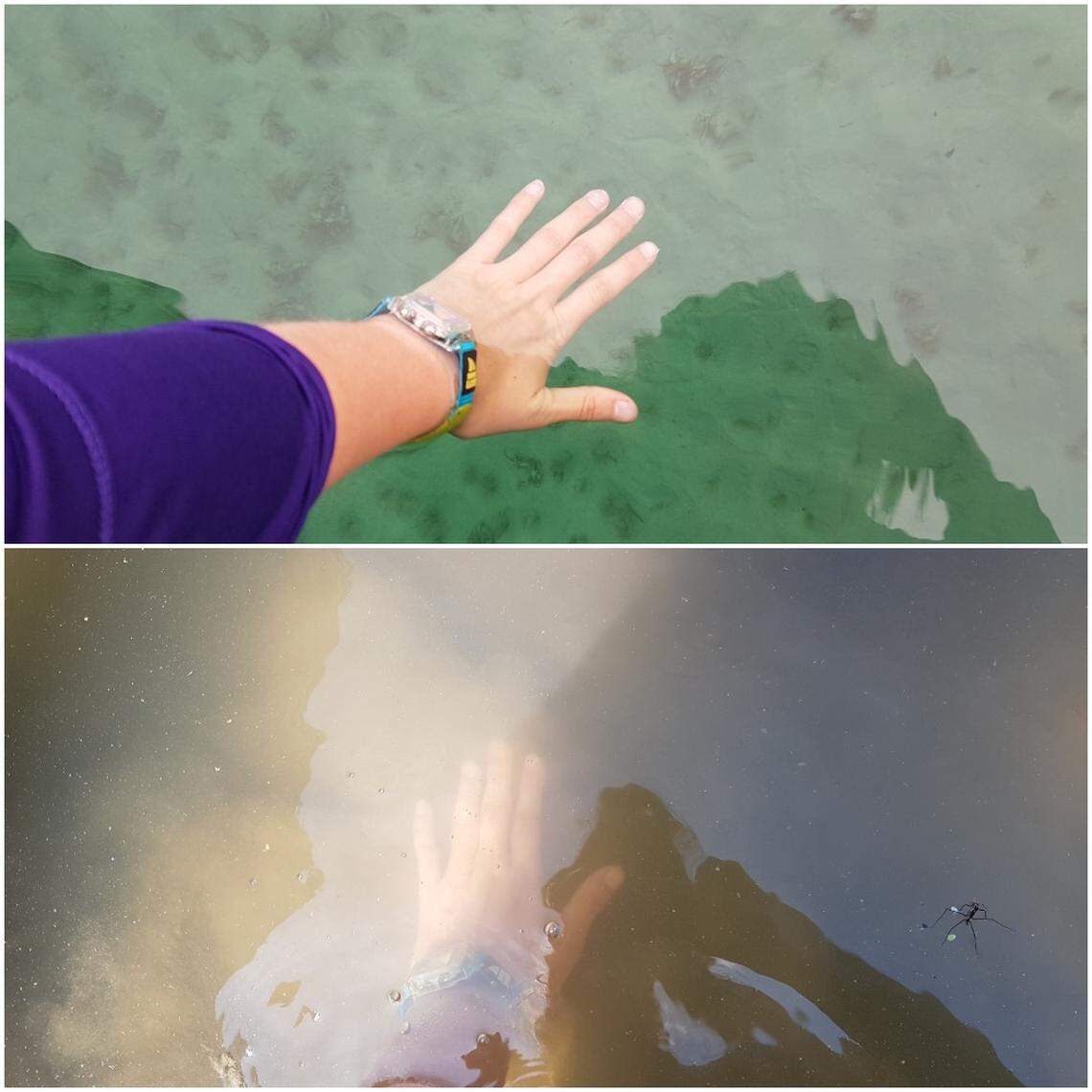 The clear picture is at Redfish Lake, and the cloudier one is at Martin’s Landing. This shows the change in turbidity from the beginning of the river system to the end.