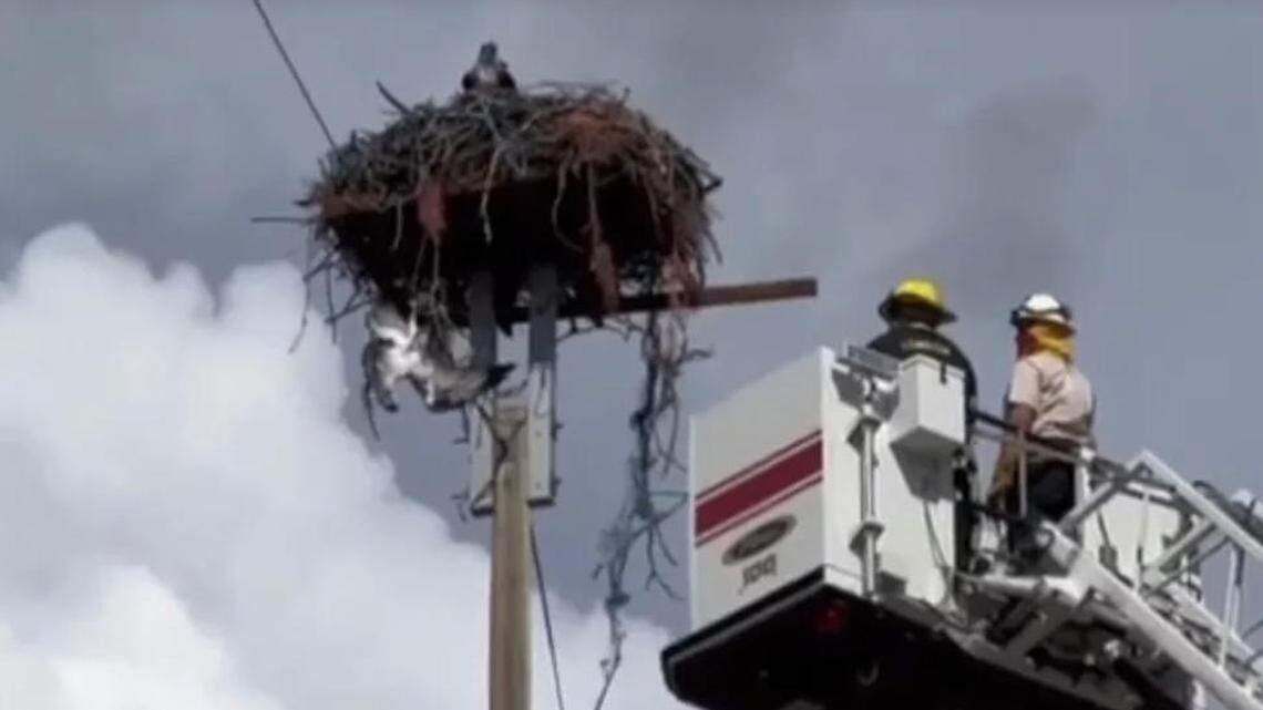 An osprey was spotted hanging upside down from its nest with twine wrapped around its leg on June 12 in Lewiston, Idaho, officials said.