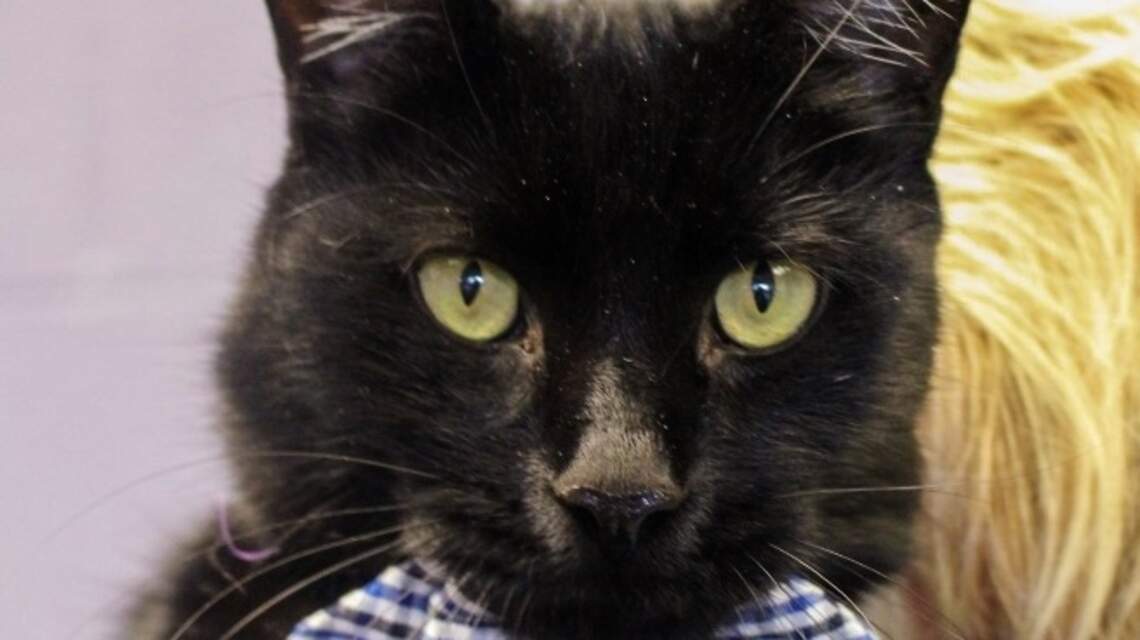 Ada County Pet of the Week: Blackbear