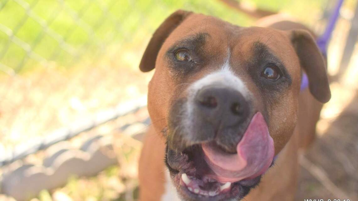 Canyon County Pet of the Week: Brick