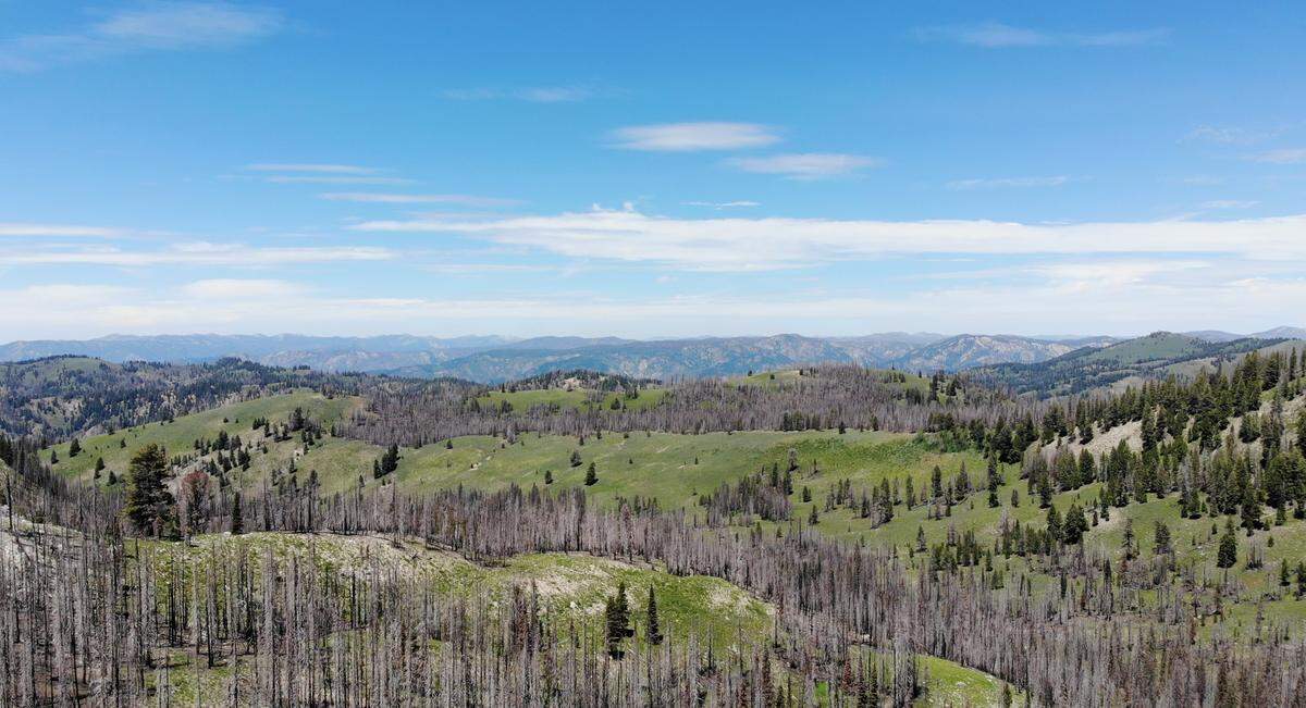 You can't miss the impact of the 2016 Pioneer Fire when exploring the Boise National Forest between Idaho City and Lowman. However, the impact on the Jennie Lake Trail was less than other areas.