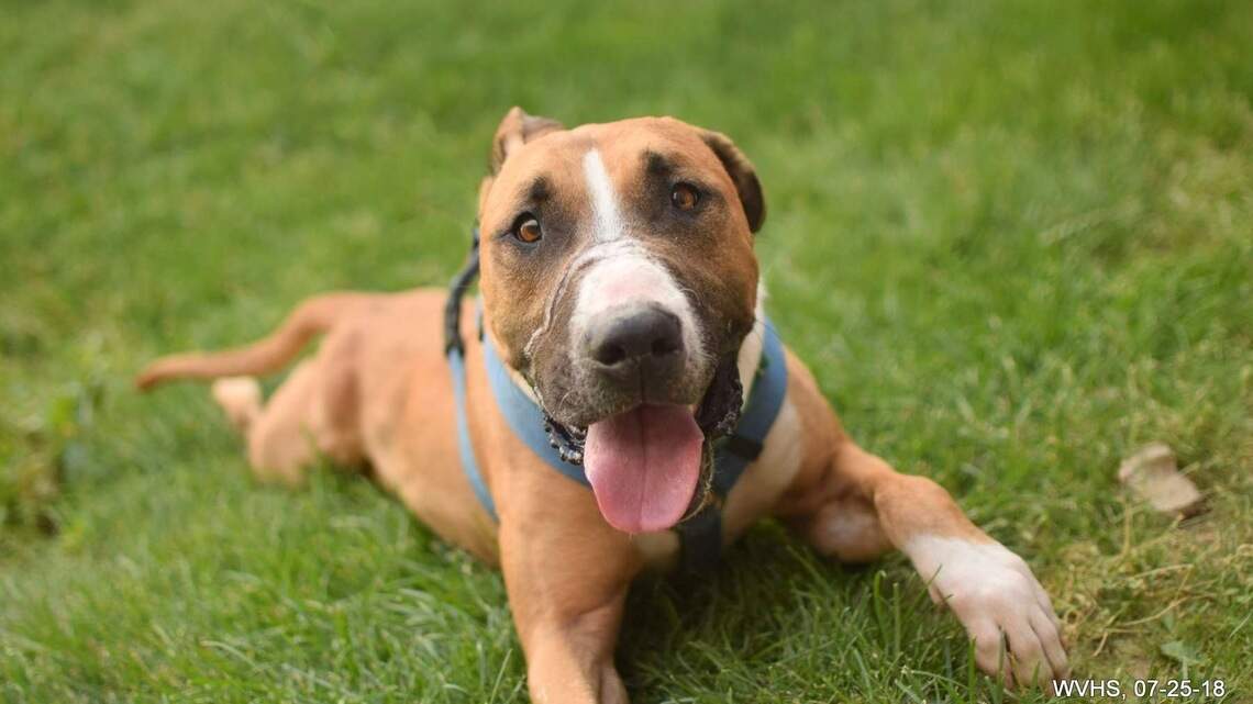 Canyon County Pet of the Week: Joe