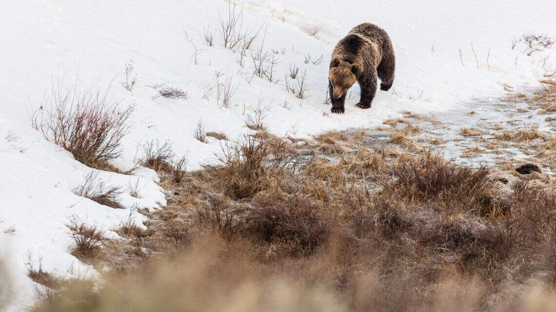 GOP efforts to delist grizzly bears continue as Idaho Sen. Jim Risch introduces bill