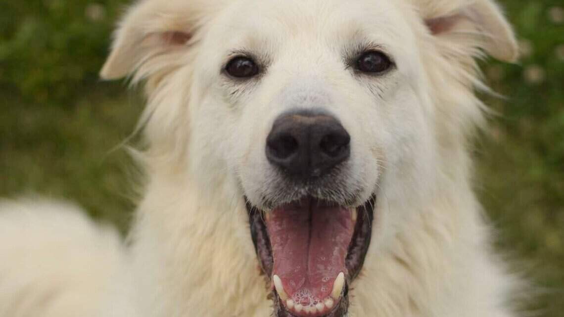 Canyon County Pet of the Week: Lyra