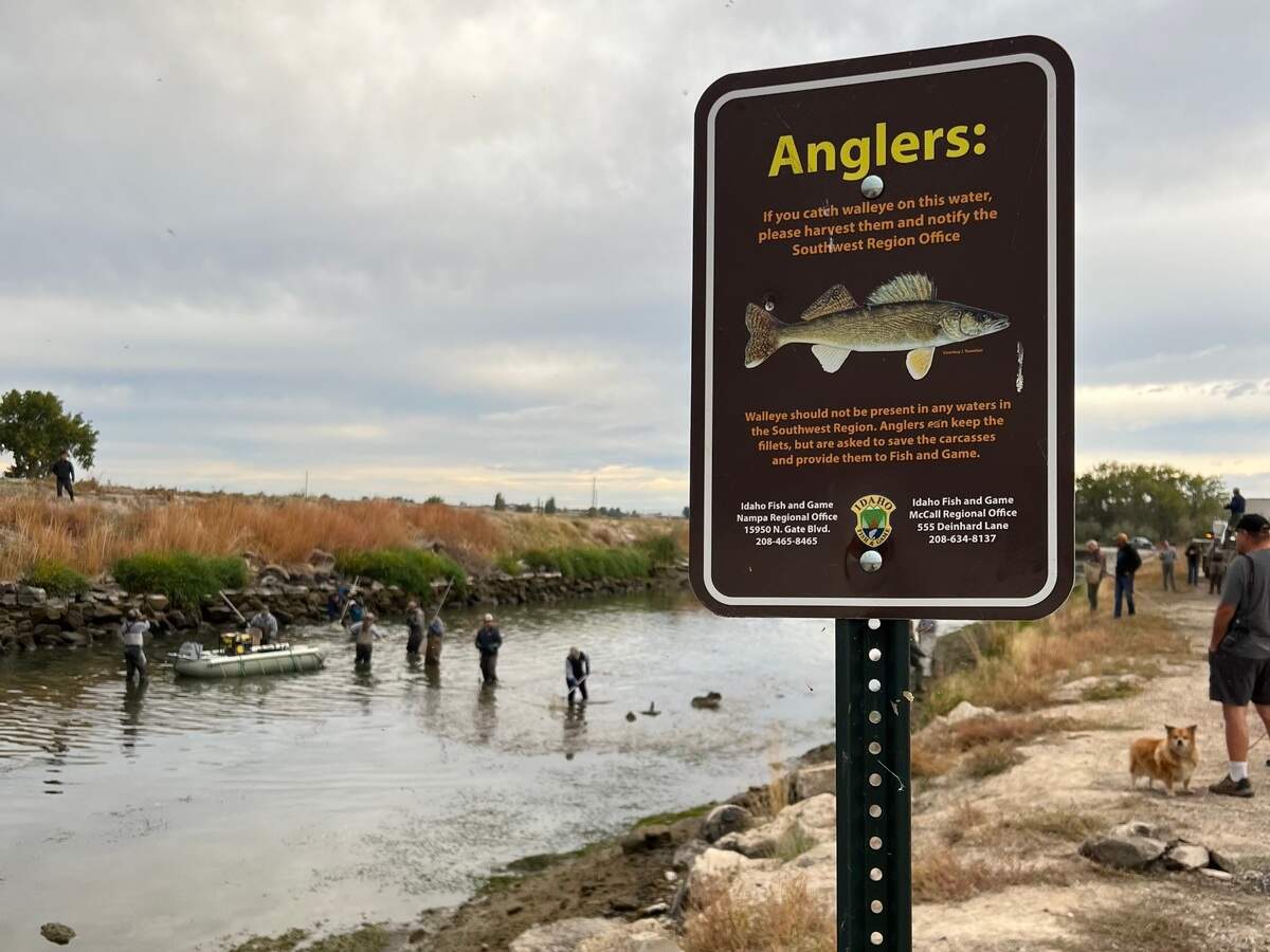 A sign at the Lowline Canal near Lowell Lake instructed anglers to report catching walleye to Idaho Fish and Game. In June, Fish and Game staff updated signs to reflect that anglers no longer need to report walleye catches in Lake Lowell. New signs, not pictured here, read: “Please do not release walleye alive. Kill and keep.”