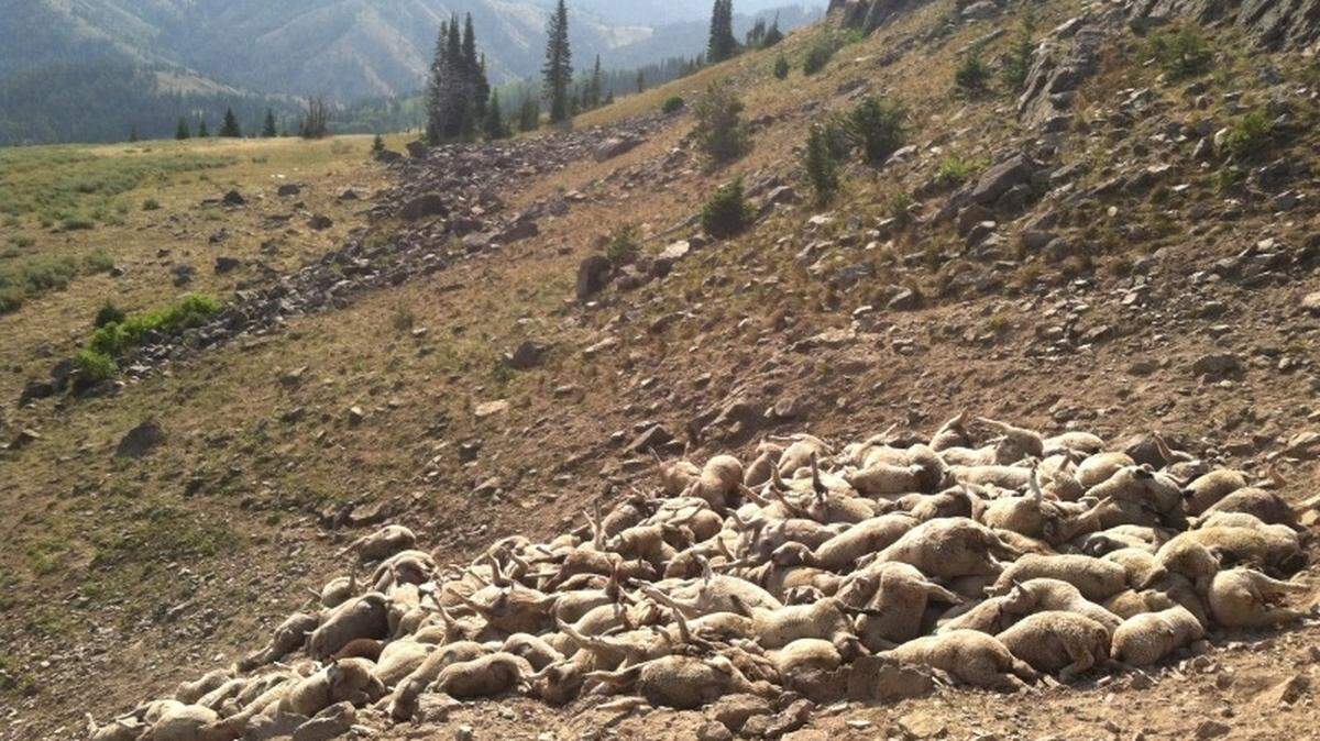 Siddoway sheep.JPG