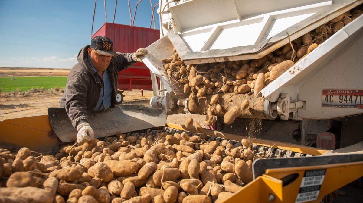 A farmer sorts potatoes during the harvest season in Declo. In 2022, U.S. producers exported $303 million, or 549,533 metric tons, of potatoes.