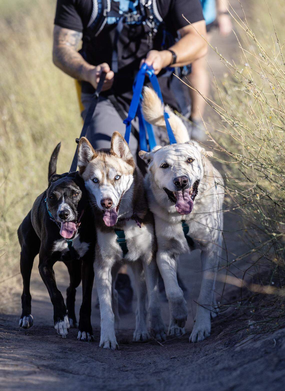 Harry and Megan Maalouf, owners of Hike Doggie Treasure Valley, walk their canine clients on Peggy's Trail in the Boise Foothills, Aug. 21, 2025. Hike Doggie Treasure Valley is a new business that allows people to sign up to have their dogs picked up and taken to the Foothills for a hike.