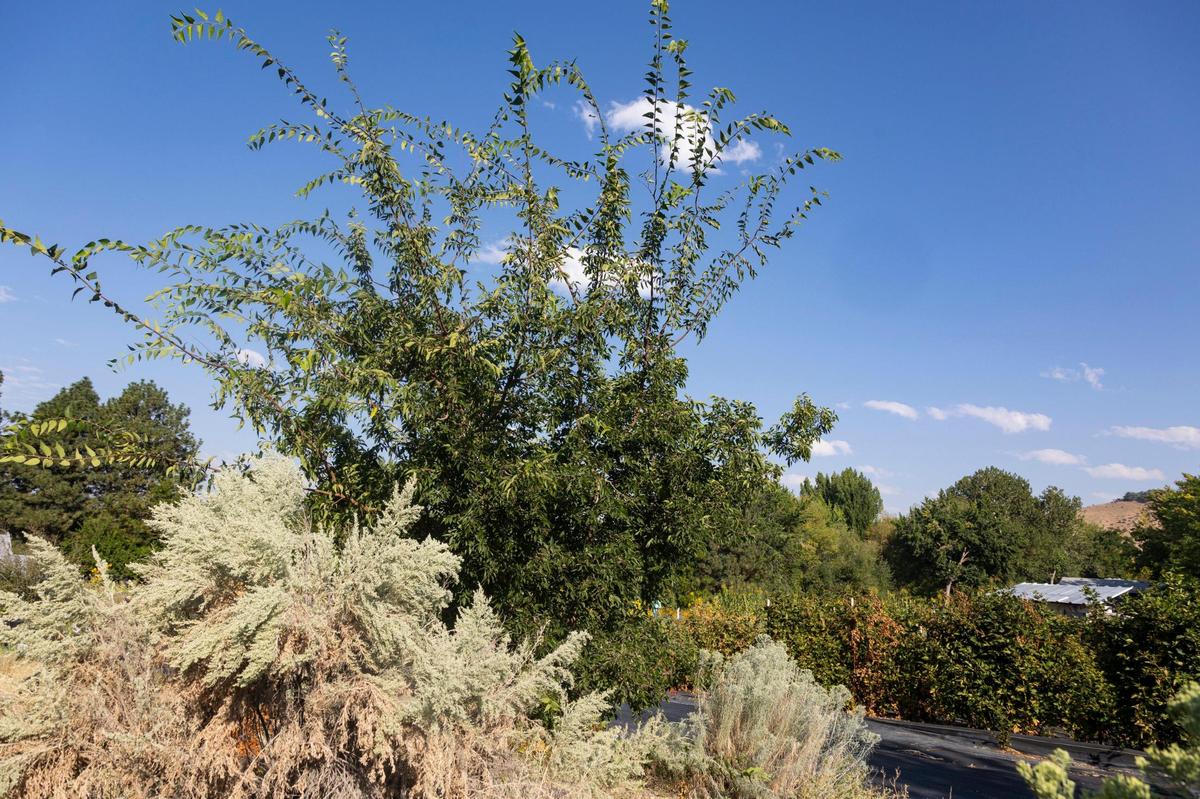 Celtis reticulata, also called a Netleaf Hackberry Tree, is a slow-growing plant native to Idaho.