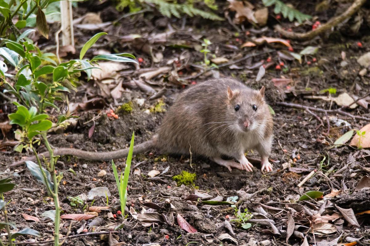 Eagle pest control companies have seen an influx of calls for Norway rats, which are not native to Idaho.