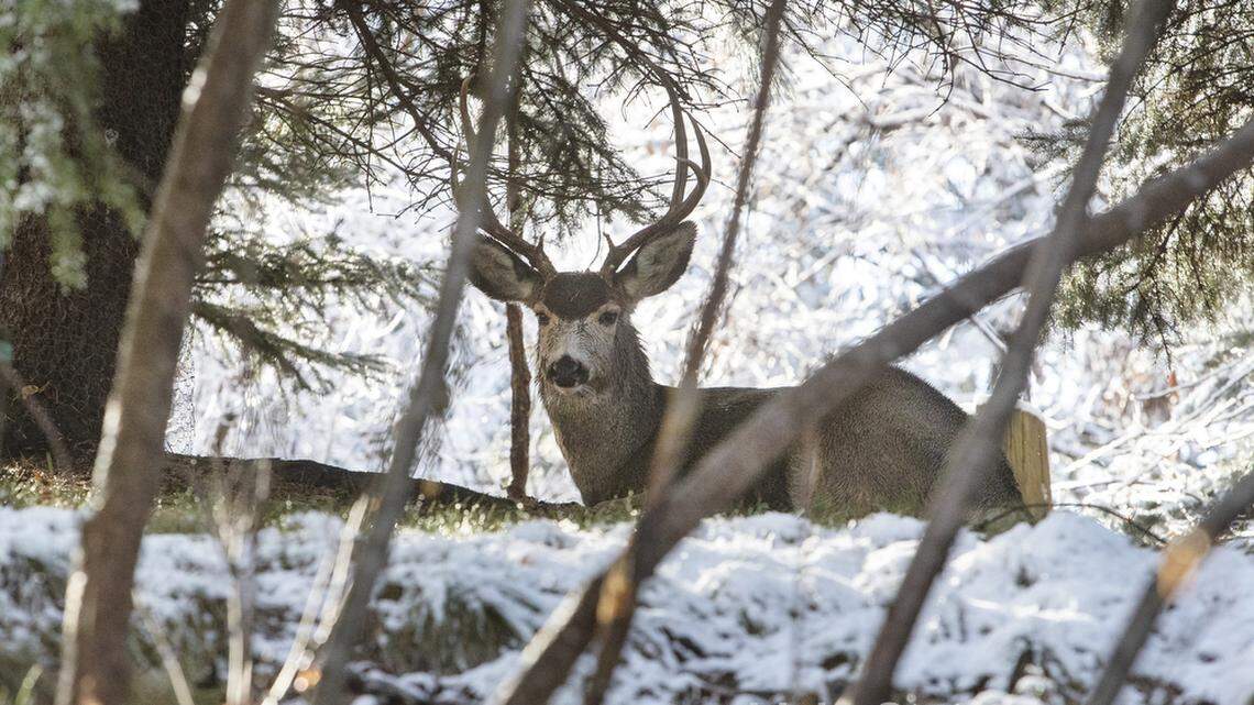 A buck (not the one pictured) was found poached near an Oregon neighborhood, wildlife officials said.