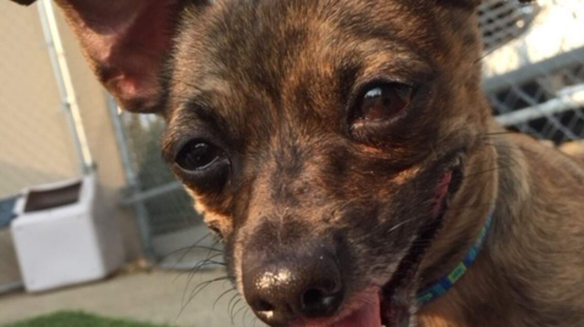 Meridian Pets of the Week: Pebbles & Bam Bam