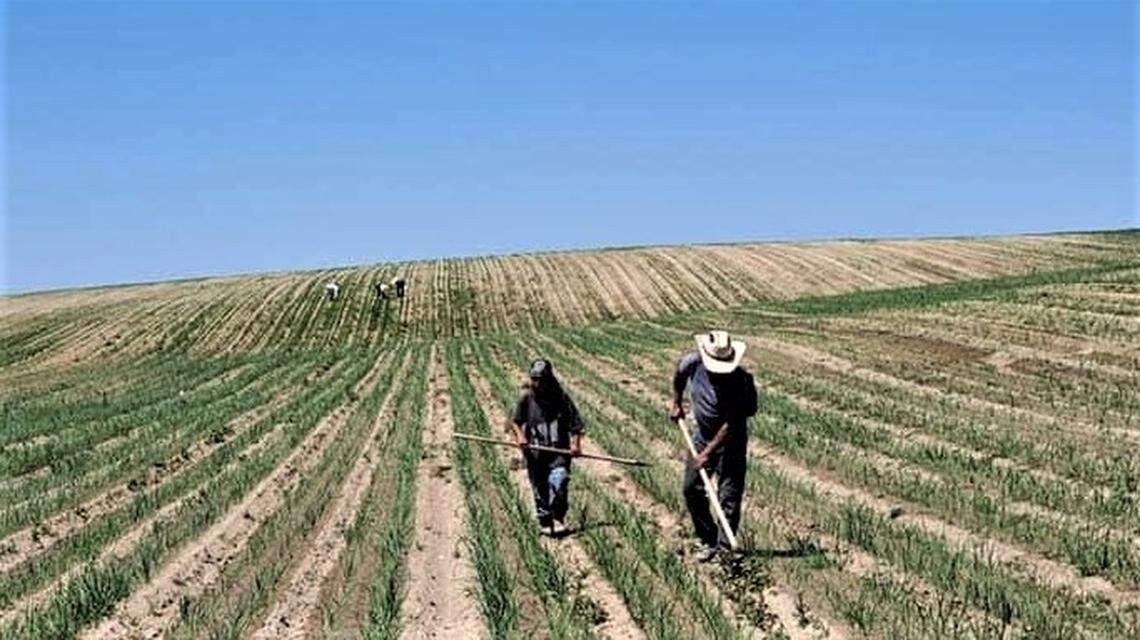 Many farms in Idaho employ federal H-2A workers, which are seasonal workers from outside of the U.S. These workers fill jobs that U.S. workers don’t want and that employers can’t fill without the program.