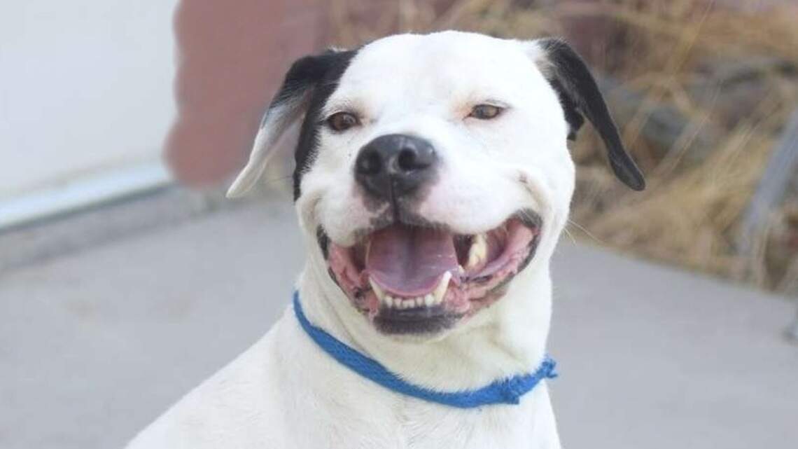 Canyon County Pet of the Week: Bobby