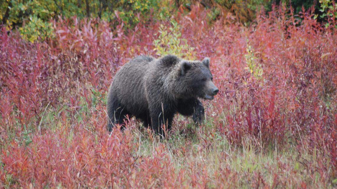 Outdoors: Idaho hunters survive grizzly attack; Eagle dad, daughter reel in fishing records