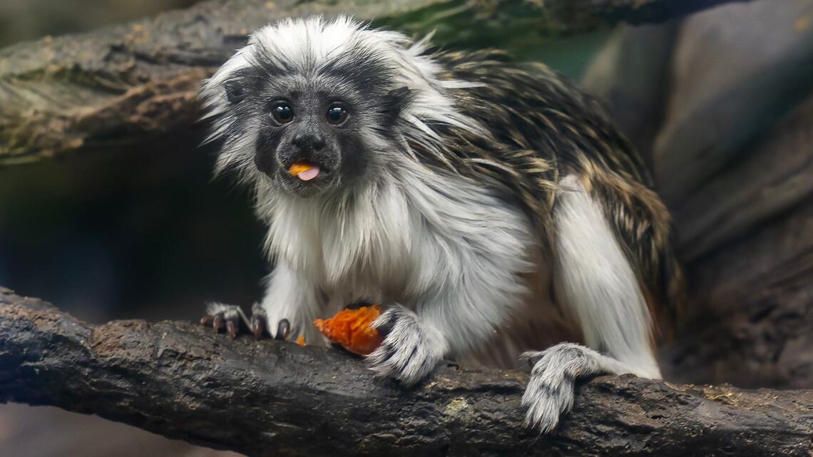 Perfect match? See this new baby monkey at Zoo Boise, born for genetic diversity