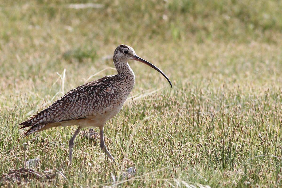 A long-billed curlew walks the Idaho grasslands, where it nests in the spring.