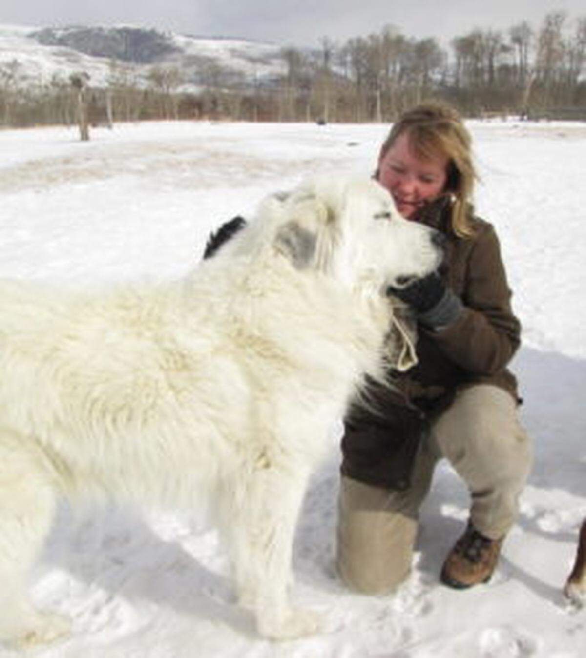 Suzanne Asha Stone was member of the 1995 wolf reintroduction team, and now is an advocate of using nonlethal means to keep wolves from preying on livestock. Her group has had success in Central Idaho and elsewhere.