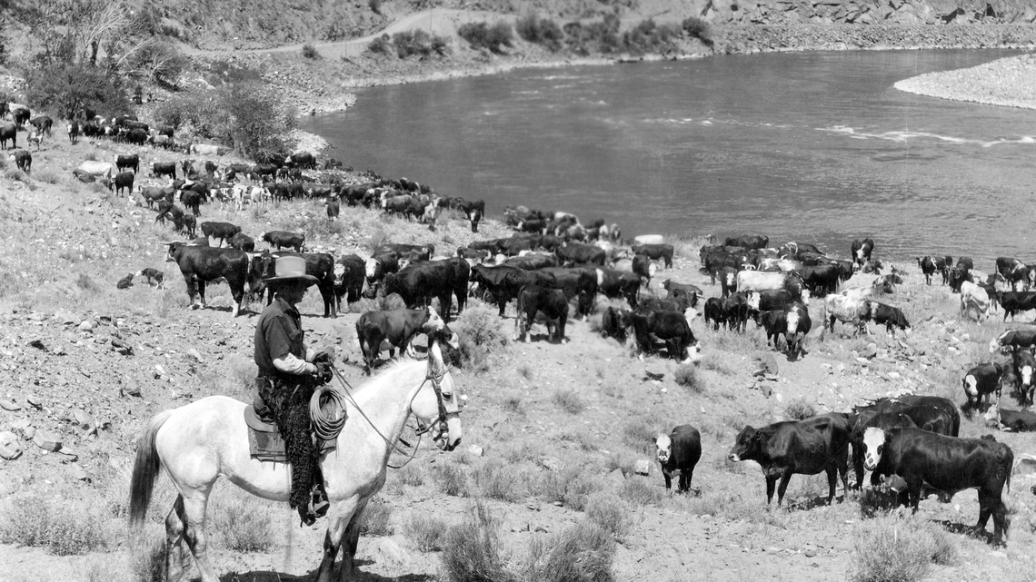 In Idaho history, agriculture headlines before statehood often mentioned ‘Texas cattle’