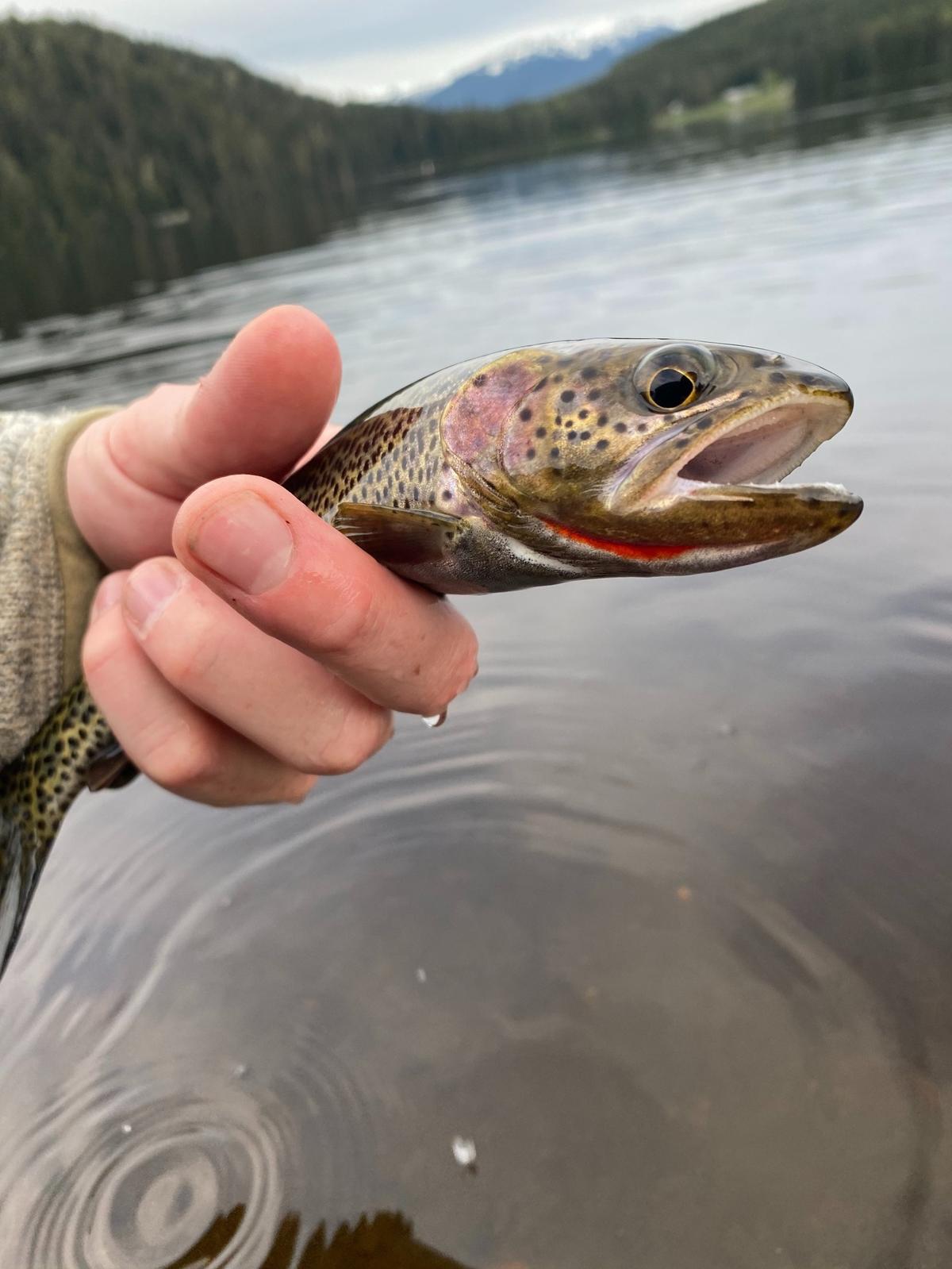 The coastal cutthroat trout of southeastern Alaska was Daniel’s seventh Western Native Trout Challenge species.