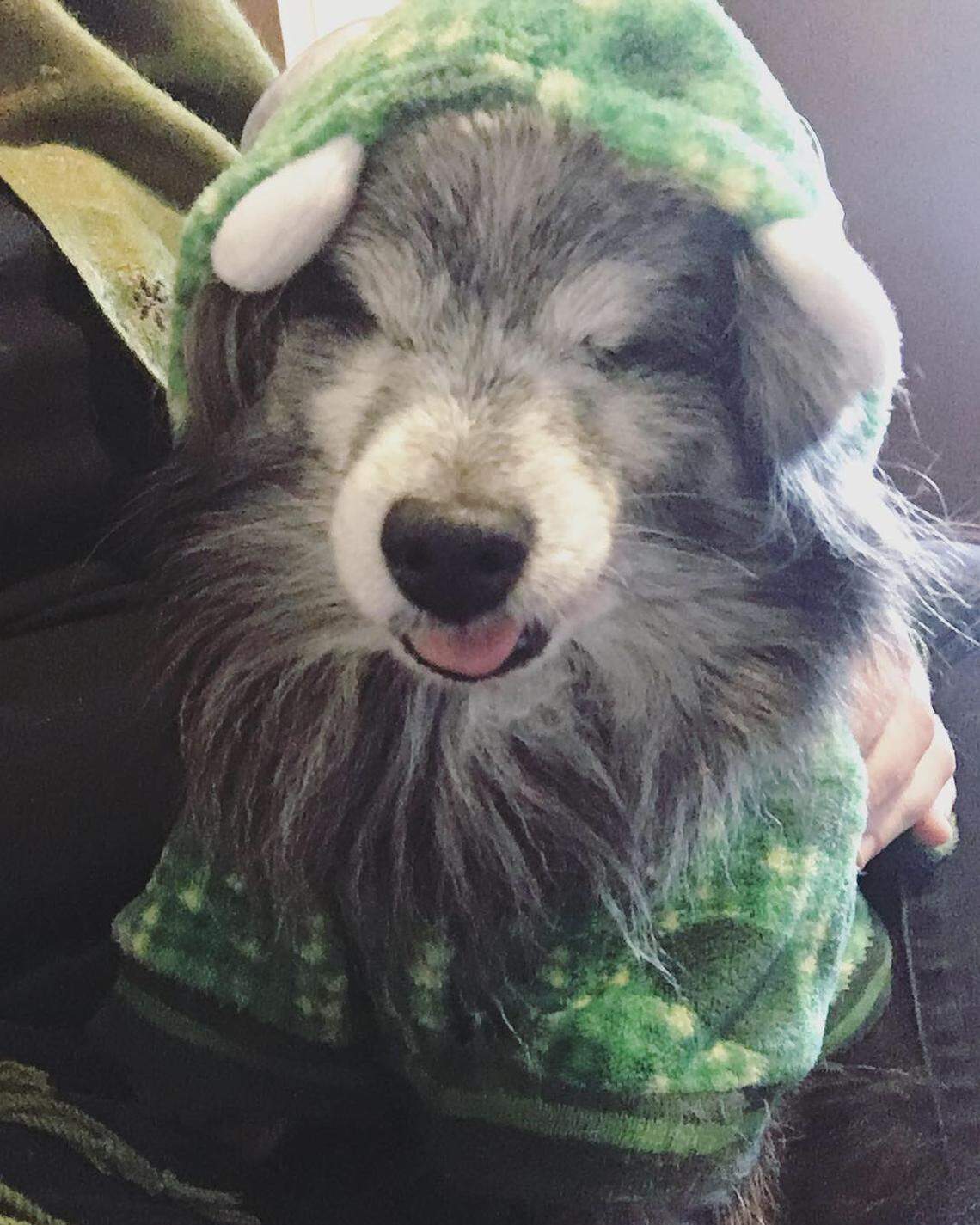 Blind Chihuahua LadyBug, who was dressed up as a dinosaur last Halloween, is a spunky girl who kicks other dogs off of beds. She enjoys food puzzles and napping in little baskets. A senior dog with a heart condition, she’s now on “fospice,” or foster hospice with the Sundells.