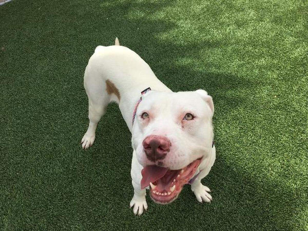 Casper the dog is available for adoption through the Meridian Canine Rescue.