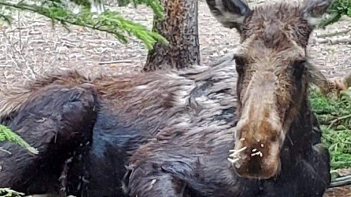 A moose was spotted with porcupine quills in its nose after protecting its calf.