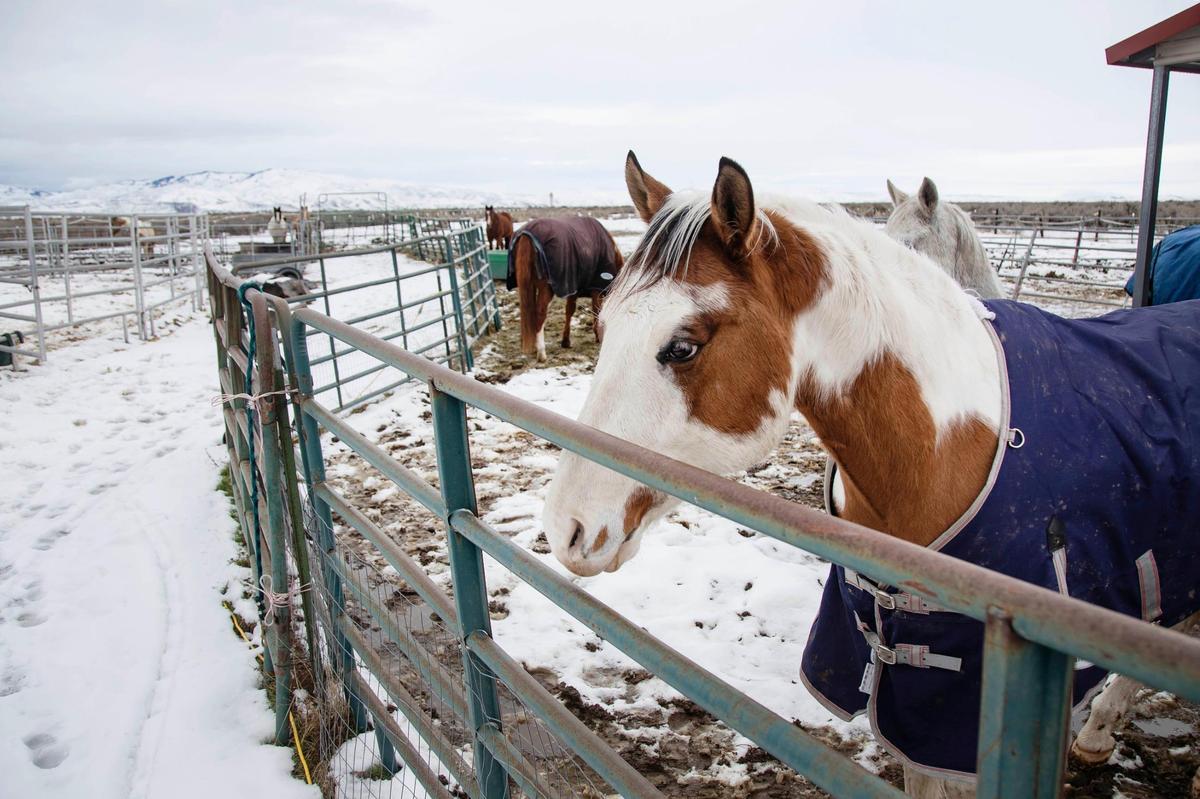 Backyards of homes, including these horse pens, could back up to an industrial park if the permanent open land behind Umatilla Avenue and the Boise Airport is rezoned for industrial use.