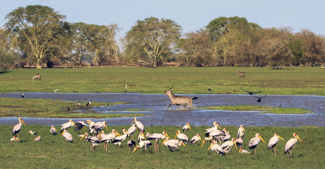 Yellow-billed storks gather along standing water in the vast floodplain in Gorongosa National Park in Mozambique as a male waterbuck walks through with others in the background. Waterbuck are the most numerous of the large mammals in the restored park after a 16-year war depleted its animals.