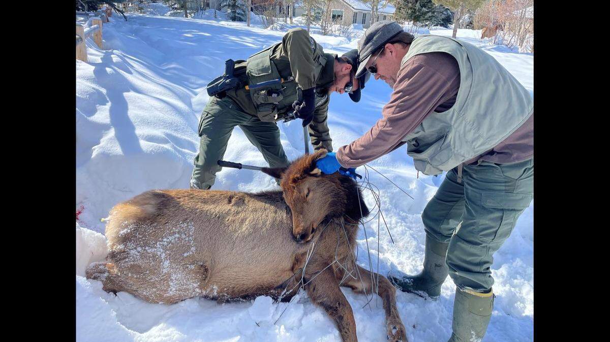 Idaho Department of Fish and Game conservation officers remove a tomato cage from the neck of an anesthetized cow elk in the Wood River Valley.