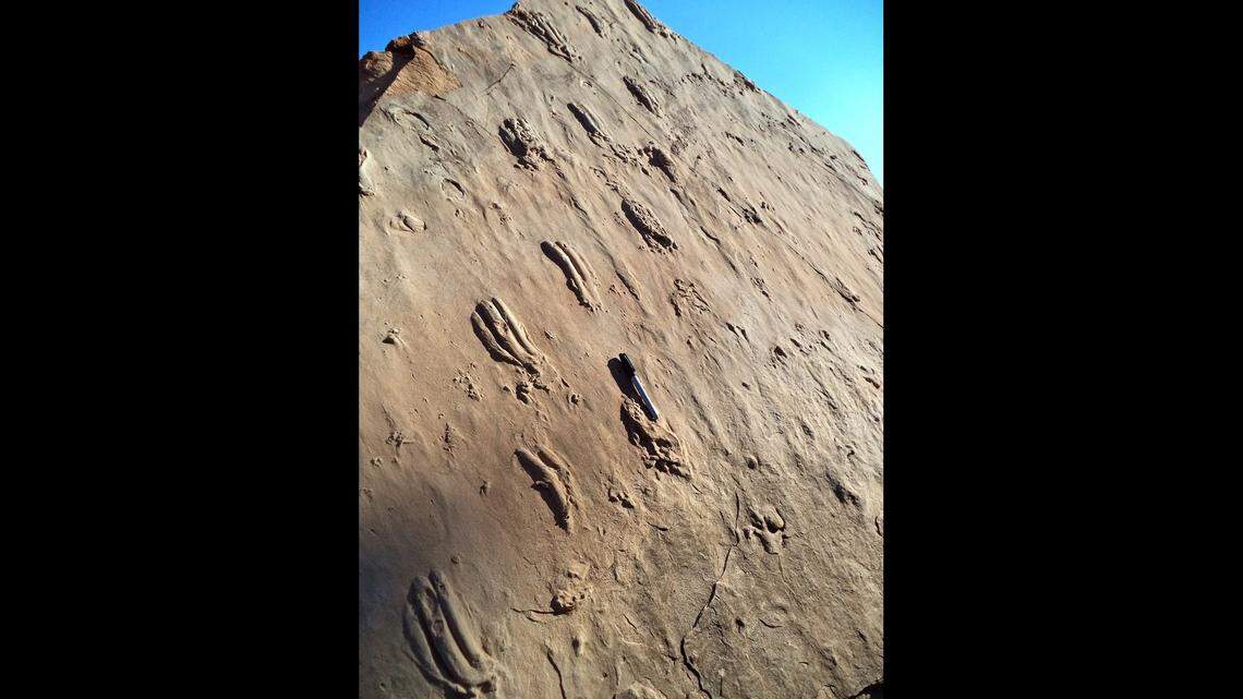 Some ancient tracks in Capitol Reef National Park were “impressed into a muddy matrix and later filled in with a fine sand,” the National Park Service says. It's not clear if these were the stolen footprints. 
