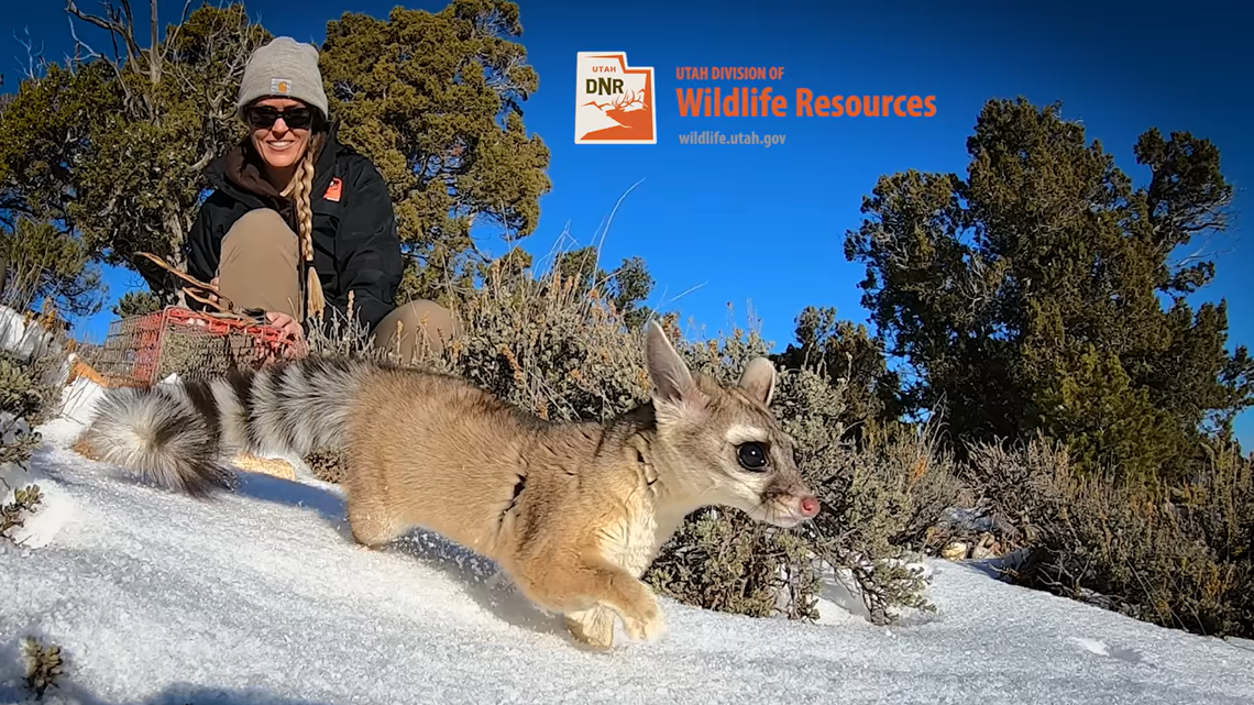 A secretive, “seldom seen” critter sneaked inside a home’s chimney in Utah and got stuck, prompting a wildlife rescue.