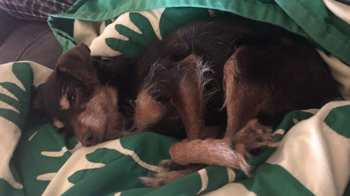 Meridian Pet of the Week: Spike