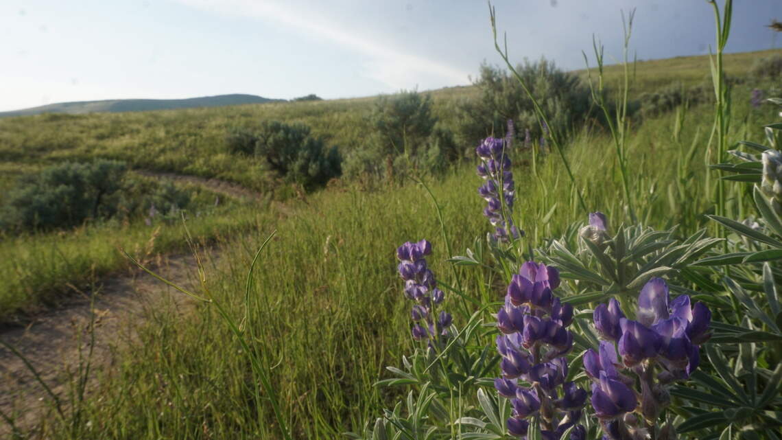 Here are the best Boise-area hikes for spotting June wildflowers