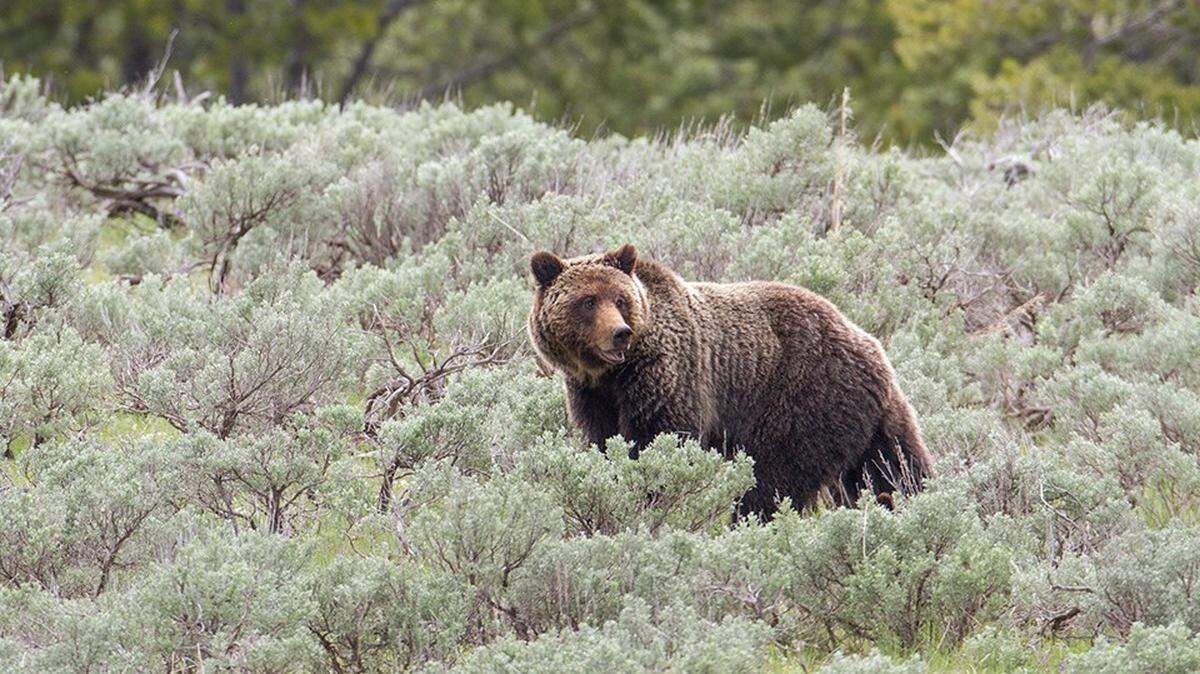 A grizzly bear (not the one pictured) attacked a hunter in Wyoming on Oct. 21, 2022, deputies said.
