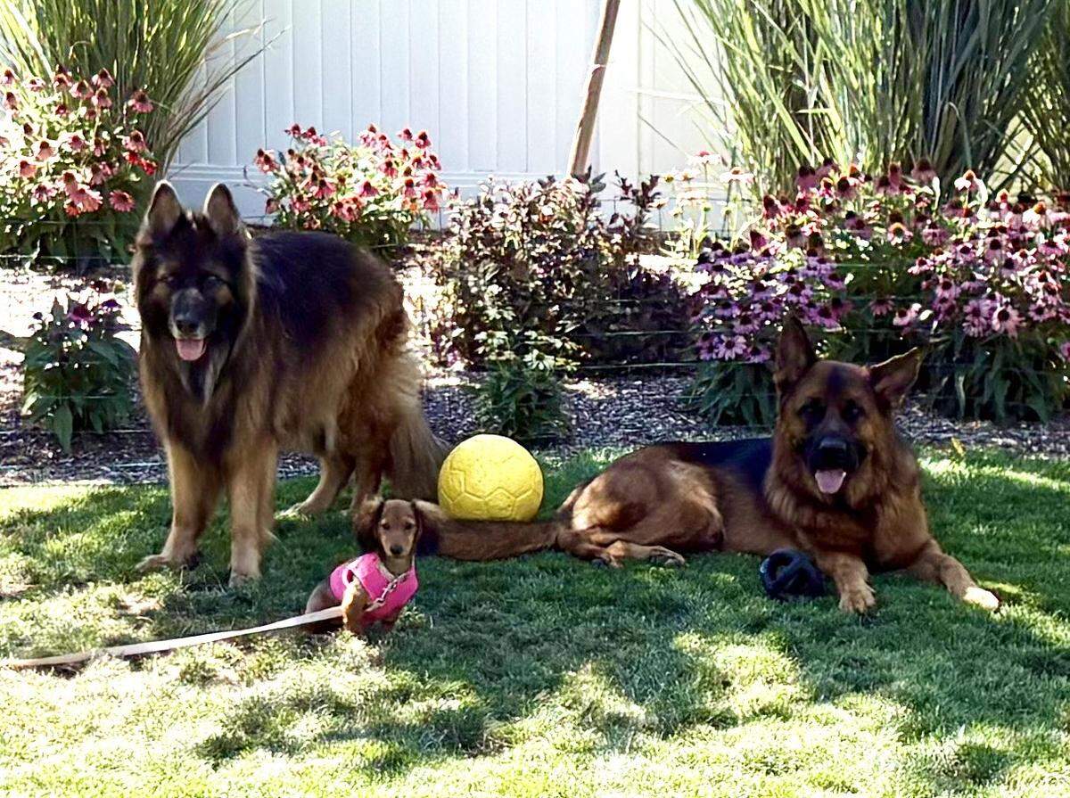 Mazikeen sits outside with her German shepherd siblings, Wuta and Necati.