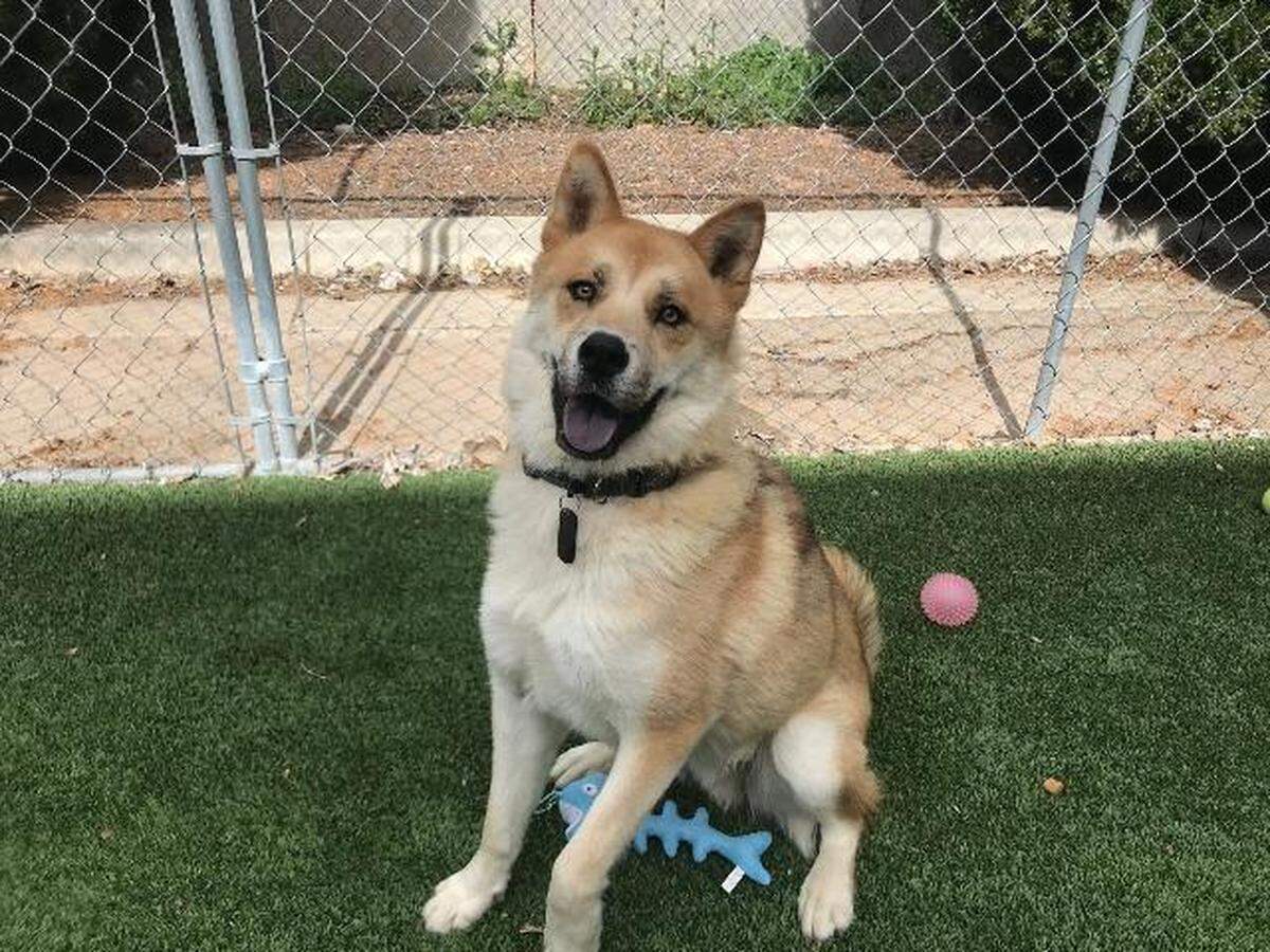 Moose the dog is available for adoption through the Meridian Canine Rescue.